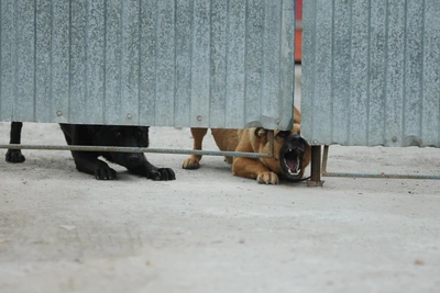 Беспризорные собаки напали на первоклассника в Полевском