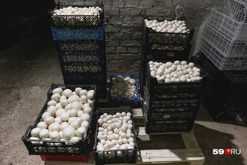 Посмотрите, сколько шампиньонов уже подготовили к продаже&nbsp;— и это еще не все! | Источник: Тимофей Калмаков / 59.RU