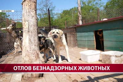 В Хомутово отловили трёх агрессивных собак