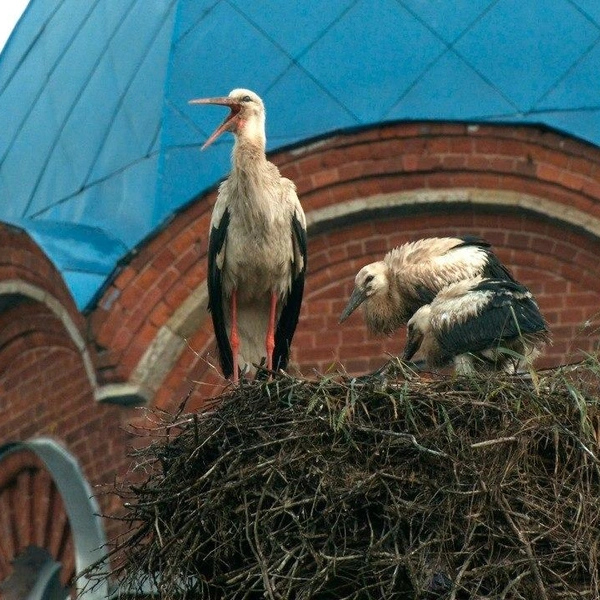 Источник: Павел Глазков / Каждой твари по паре