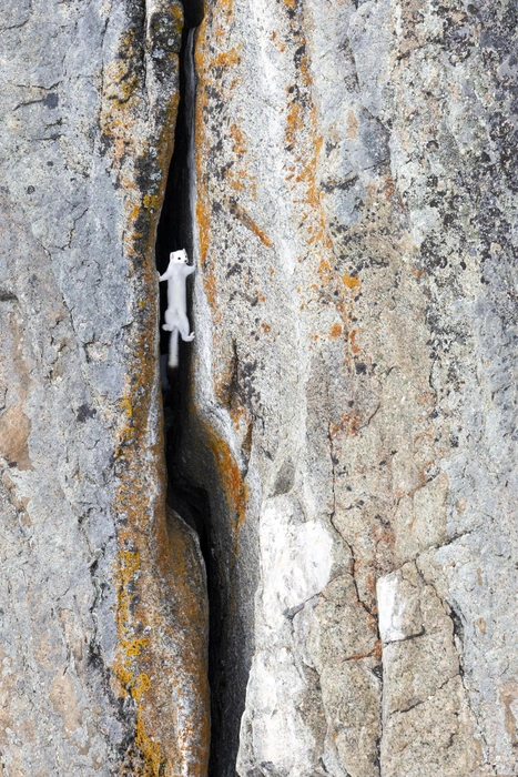 Источник: Larry Taylor / bigpicturecompetition.org
