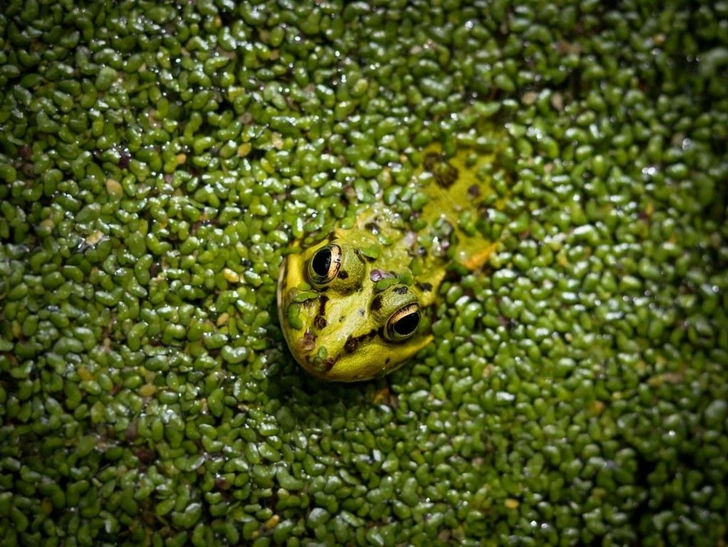 Подведены итоги фотоконкурса Environment&Me 2025: 20 лучших работ финалистов | Источник: Laura Márquez Carro / Environment&Me 2025