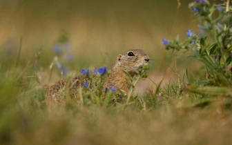 Тест: если ответите на 5 из 5 вопросов, у вас натуралистический интеллект, как всего у 15% людей