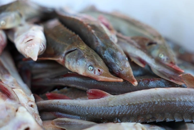 Легендарная стерлядь вернулась в Волгу, но ловить запрещено