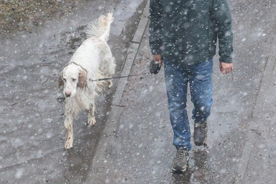 Петербург засыпало мокрым снегом: прогноз на понедельник