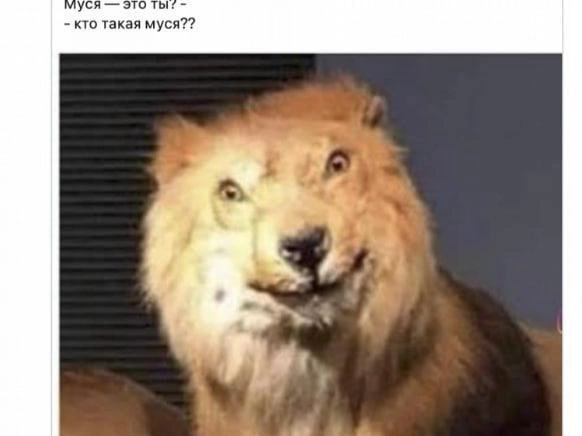 Мем «Муся, это ты?» возник из скетча о пропавшей кошке и теперь применяется к абсурдным изображениям. | Источник: соцсеть Х
