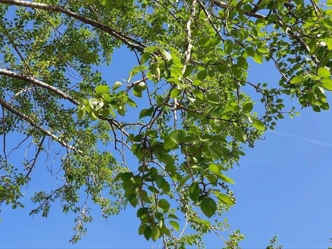 У тополя почти созрели плоды, пух полетит в первую неделю июня | Источник: пресс-служба УрФУ
