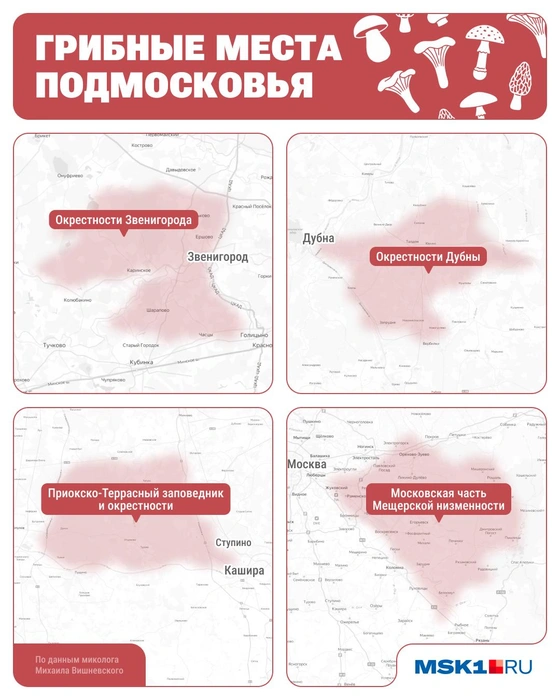 Показываем наглядно, где в Подмосковье самые грибные места | Источник: Юрий Скулыбердин / Городские медиа
