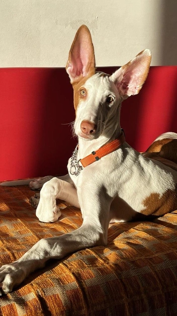 Смотрите, собака-модель! Ибизаны очень фотогеничные, да | Источник: личный архив Надежды Купченко