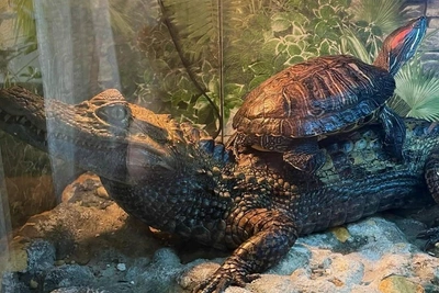 Кайман Арбуз ищет нового хозяина в Казани