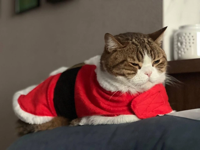 Котик Куся, которого родители нарядили в помощника Санты, не особенно выражает радость | Источник: читатель НГС