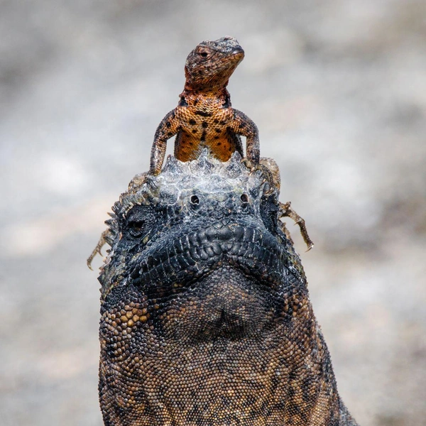 Источник: Carla Rhodes / Smithsonian Magazine Photo Contest 2018