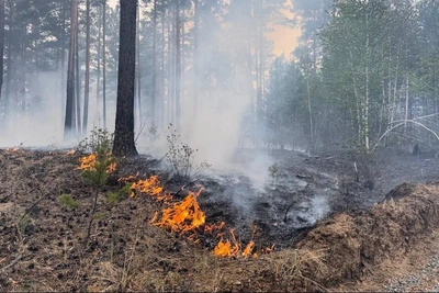 Выплаты пострадавшим от лесных пожаров произведены