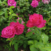 userpic__Beauty