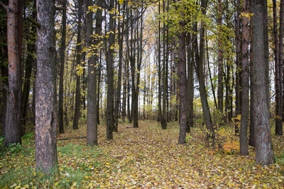 Пропавшего в Воронеже парня нашли мёртвым в лесу