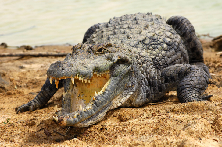 крокодил Густав, история, миф, фото