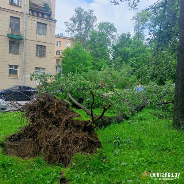 Дерево Упало на машины на Таллинской, 5 | Источник: читатель «Фонтанки» Антон