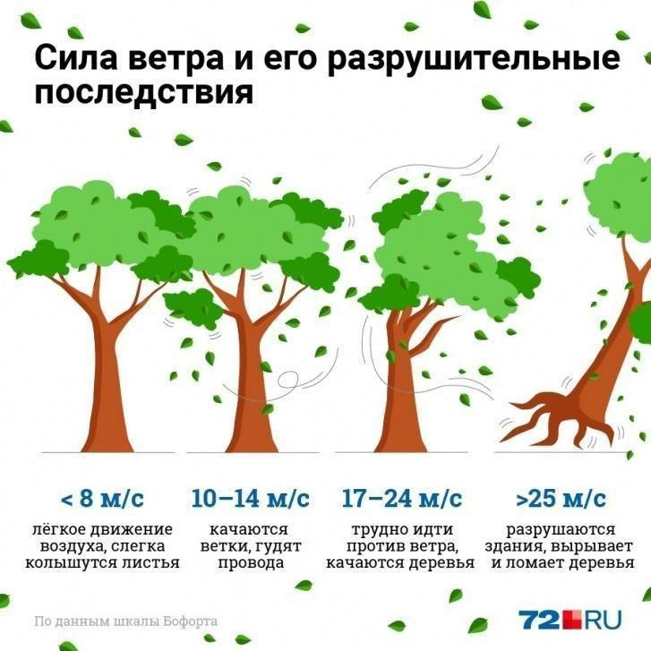 Источник: Полина Авдошина / 72.RU
