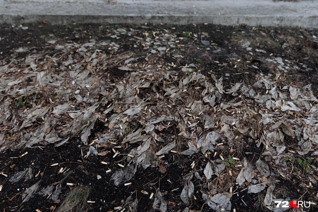 Сколько же сигарет выкурили жители дома за минувшую зиму. Да и за первый месяц весны | Источник: Ирина Шарова / 72.RU