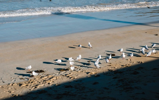 Птицы сильно страдают от загрязнения воды и почвы | Источник: freepik.com