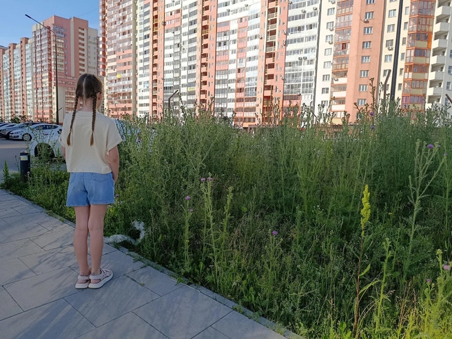 Девочке 9 лет, её рост 146 см, а сорняки местами почти с неё ростом | Источник: читатель 74.RU