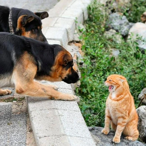 Источник: istanbulcatsofficial