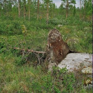 Фото №1 - Болота вечной мерзлоты тают