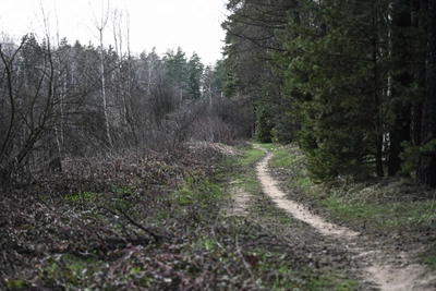 В подмосковных лесах появились быстрые клещи
