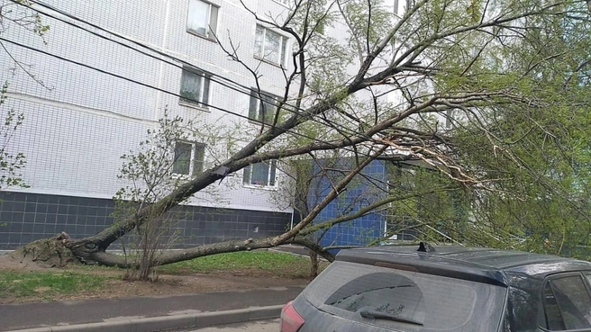 На Москву и область обрушился девятибалльный ураган