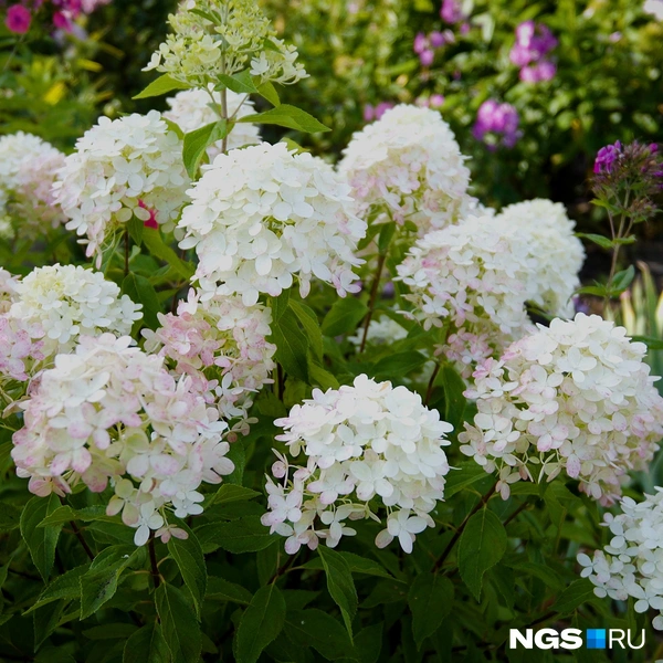 Гортензии могут цвести до поздней осени | Источник: Антон Дигаев / NGS.RU