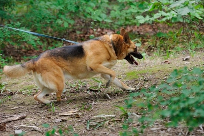 Главу Каларского округа подозревают в превышении полномочий