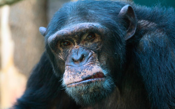Агрессивная родня: у кого отобрал добычу альфа-самец шимпанзе в Танзании?