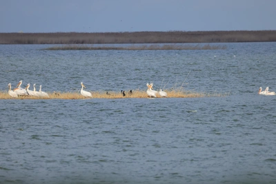 Волгоградский биолог показала красоту водоемов — кого встретила