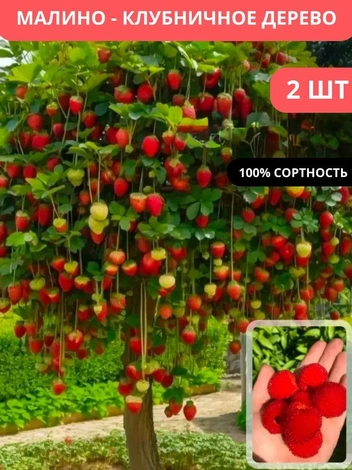 Создать малиново-клубничное дерево невозможно, говорит ученый | Источник: скриншот с маркетплейса