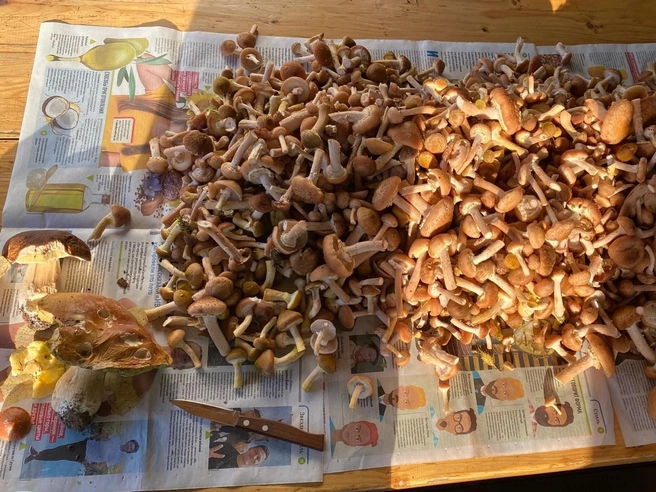 Опята, собранные в Раменском районе  | Источник: Екатерина Алехина / Грибы в Подмосковье 2025 / VK.com