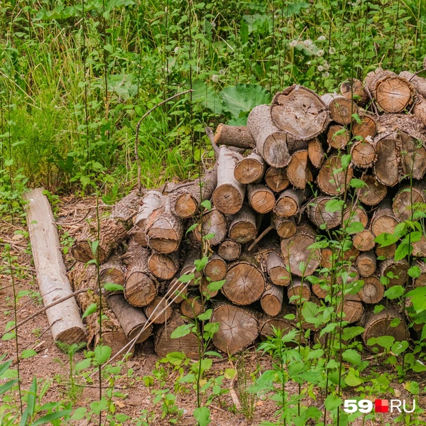 Словно в лесу | Источник: Тимофей Калмаков / 59.RU
