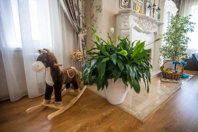 Five houseplants can forecast weather, expert says