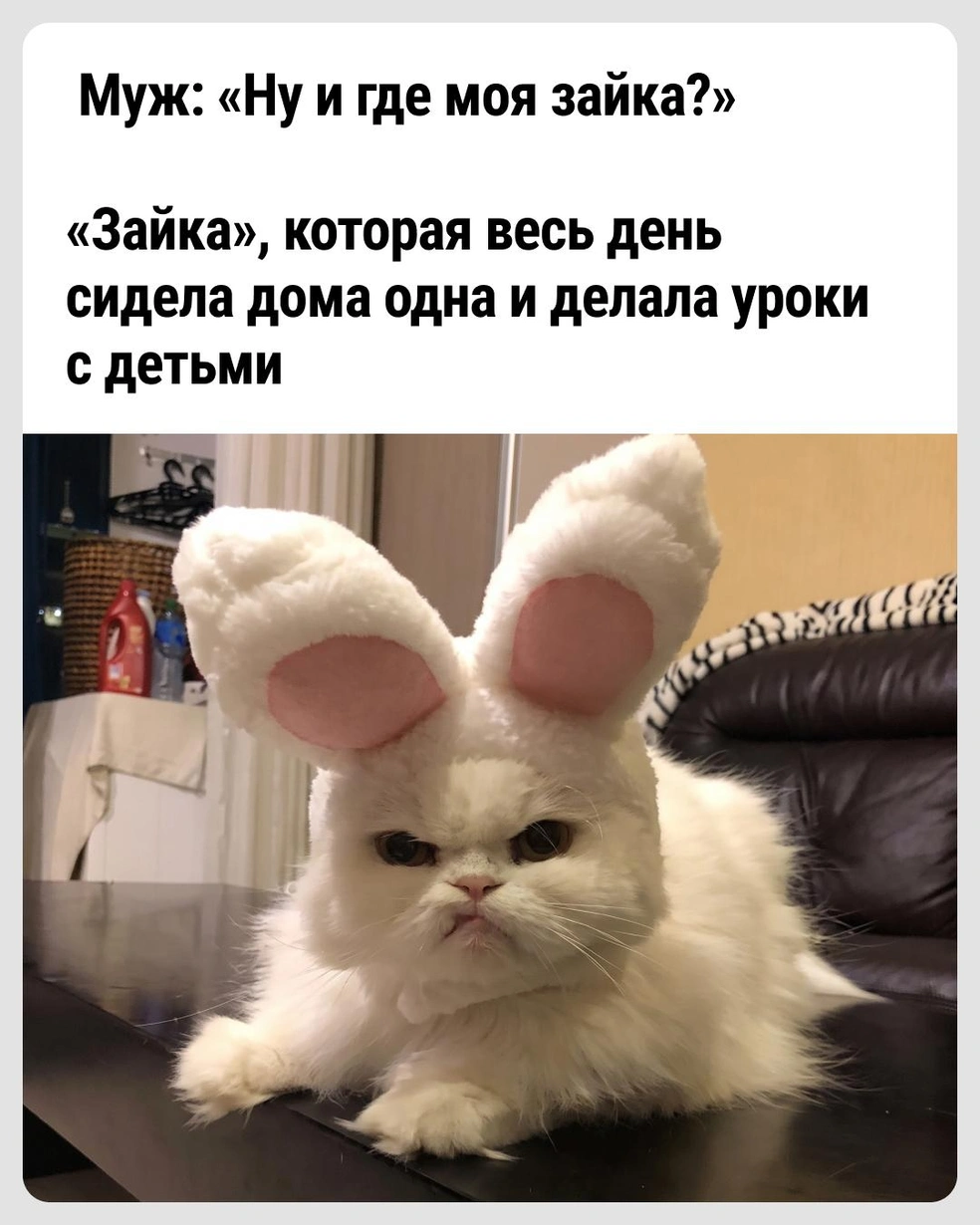 Зайка, кажется, недовольна | Источник: Городские медиа