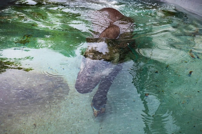 Подводник | Источник: Парк «Роев ручей» Красноярск / Telegram