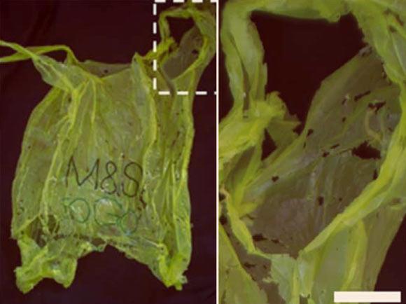 Разрушение полиэтилена восковыми червями | Источник: Bombelli et al, doi: 10.1016/j.cub.2017.02.060