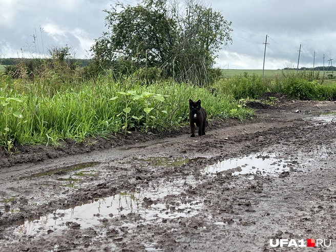 Пробегавший мимо кот фотографироваться не очень хотел | Источник: Андрей Бирюков / UFA1.RU