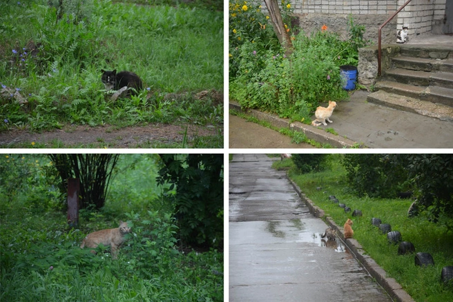 кошки
