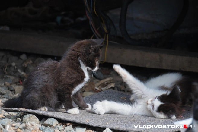 Источник: Елена Буйвол / VLADIVOSTOK1.RU