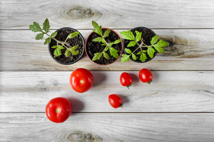 Сажаем помидоры: пошаговая инструкция по выращиванию рассады