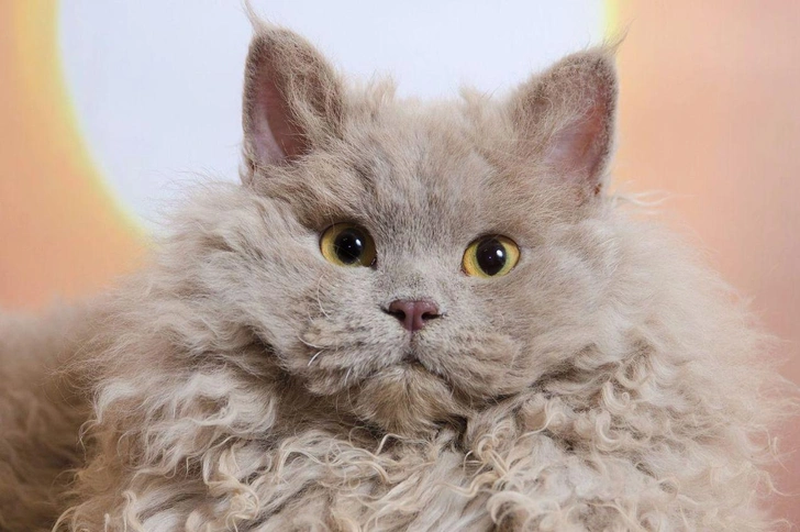 Секлкирк-рекс