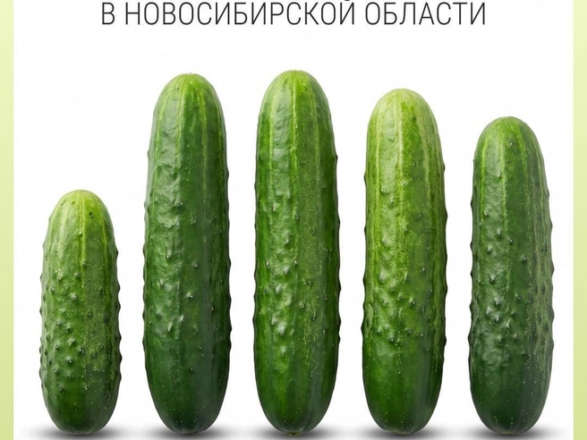 Сейчас килограмм огурцов обойдётся в среднем в сто рублей | Источник: Филипп Сапегин / Городские порталы