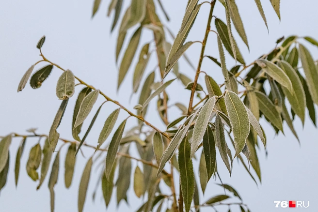 Снег пока не обещают | Источник: Кирилл Поверинов / 76.RU