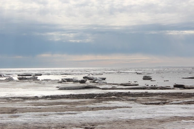В арктических морях планируют промысел тюленей