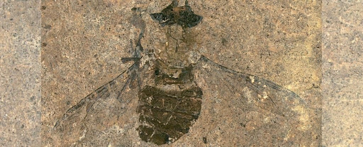 Ученые узнали, что ела муха 47 миллионов лет назад