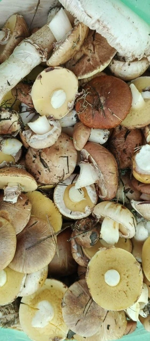 Вот улов Светланы и её семьи  | Источник: Лучшие ГРИБНИКИ Самарской и Ульяновской области / Vk.com 